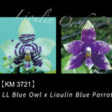 Phal. LL Blue Owl x Lioulin Blue Parrot