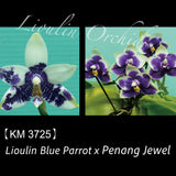 Phal. Lioulin Blue Parrot x Penang Jewel