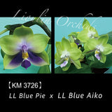 Phal. LL Blue Pie x LL Blue Aiko