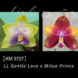Phal. LL Gentle Love x Mituo Prince