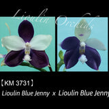 Phal. Lioulin Blue Jenny x Lioulin Blue Jenny