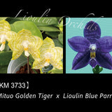Phal. Mituo Golden Tiger x Lioulin Blue Parrot