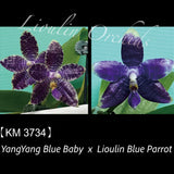 Phal. YangYang Blue Baby x Lioulin Blue Parrot