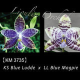 Phal. KS Blue Ludde x LL Blue Magpie
