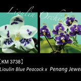Phal. Lioulin Blue Peacock x Penang Jewel (3738)