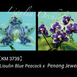 Phal. Lioulin Blue Peacock x Penang Jewel (3739)
