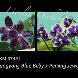 Phal. YangYang Blue Baby x Penang Jewel