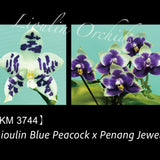 Phal. Lioulin Blue Peacock x Penang Jewel (3744)