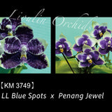 Phal. LL Blue Spots x Penang Jewel