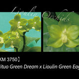 Phal. Mituo Green Dream x Lioulin Green Eagle