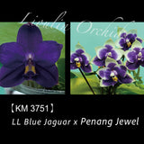 Phal. LL Blue Jaguar x Penang Jewel