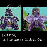 Phal. LL Blue Wave x LL Blue Owl
