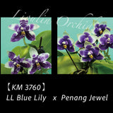Phal. LL Blue Lily x Penang Jewel