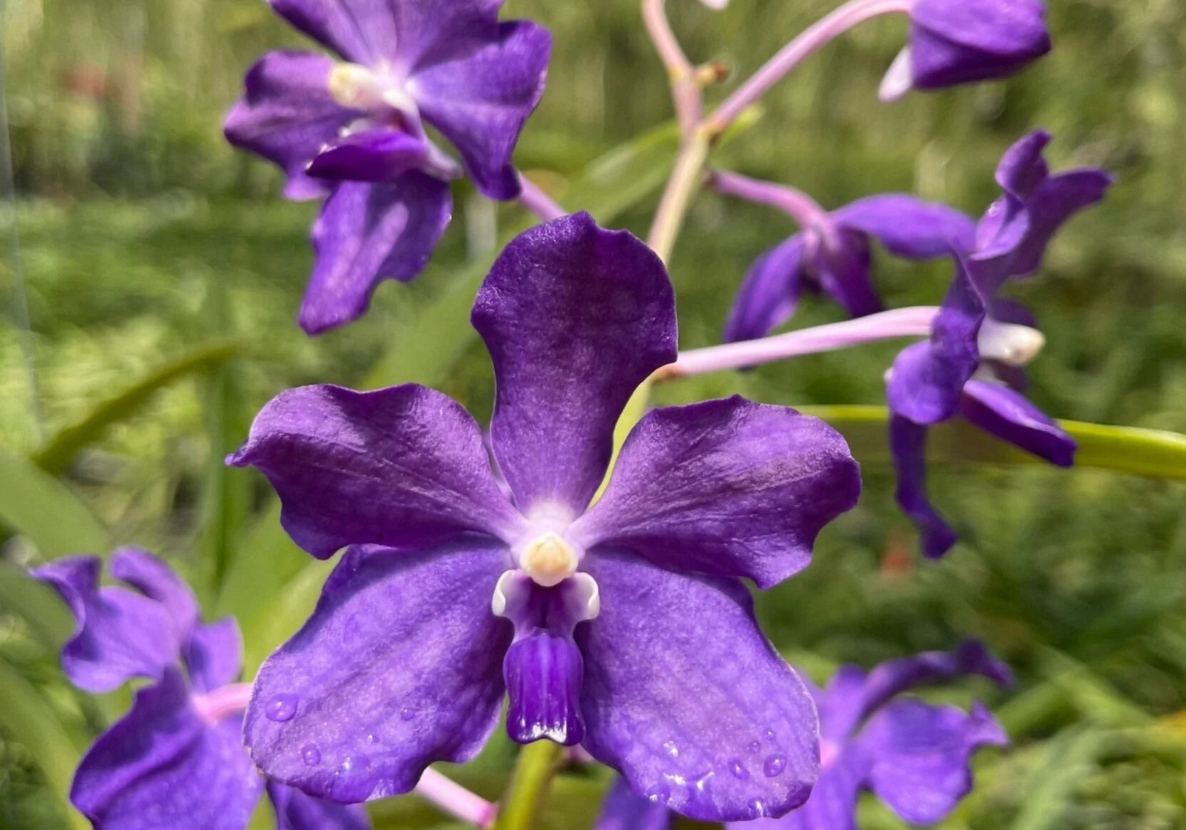 Vanda Aurora Pacheco