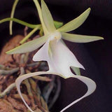 Dendrophylax lindenii