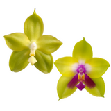 Phal. Miro Green Dream x KS Happy Eagle