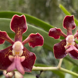 Vanda Motes Mahogany