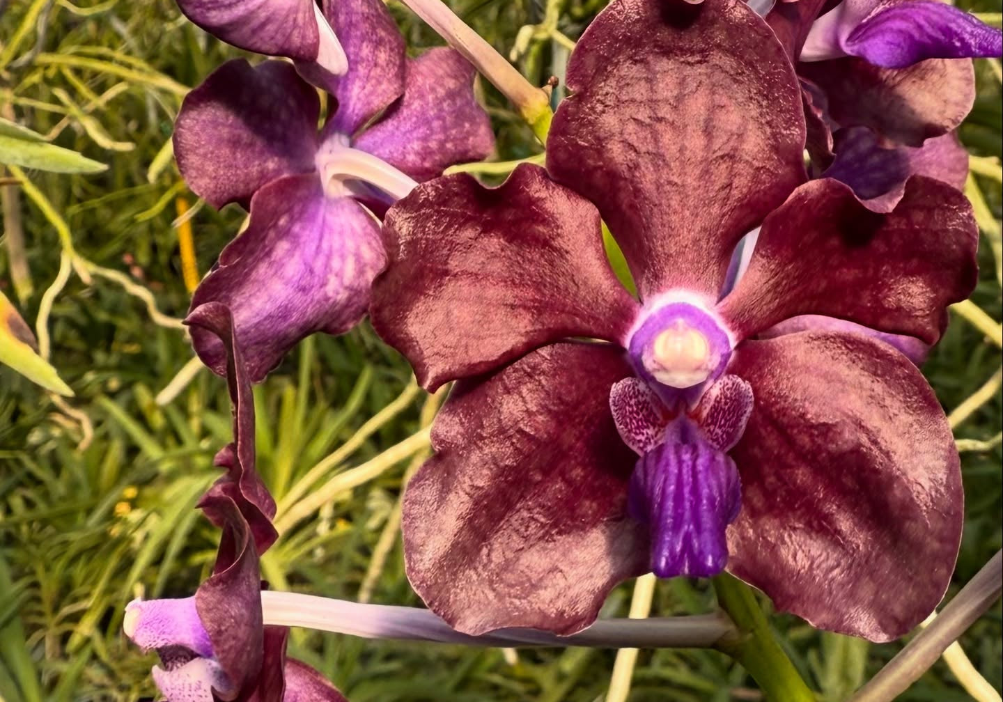 Vanda Motes Purple Lightning