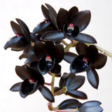 Fdk. After Dark 'SVO Black Pearl' FCC/AOS