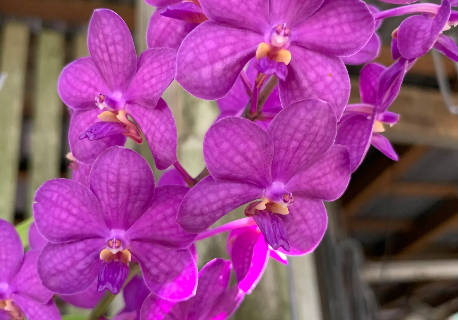 Vanda Motes Blue Yonder (V. Violeta x V. curvifolia)