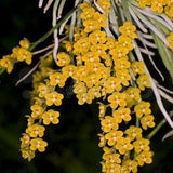 Chiloschista parishii (nakornpanomensis)