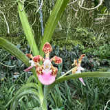 Vanda James Sutton