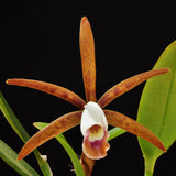 Cattleya araguaiensis