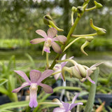 Vanda Christiane Spatzl Maman Rockstroh (Vanda Charm x Vanda Thai Noi)