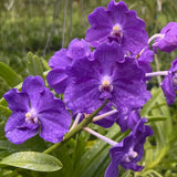 Vanda Aurora Pacheco