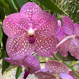 Vanda Arthur Lauffenberger ‘Mary Motes’ AM/AOS