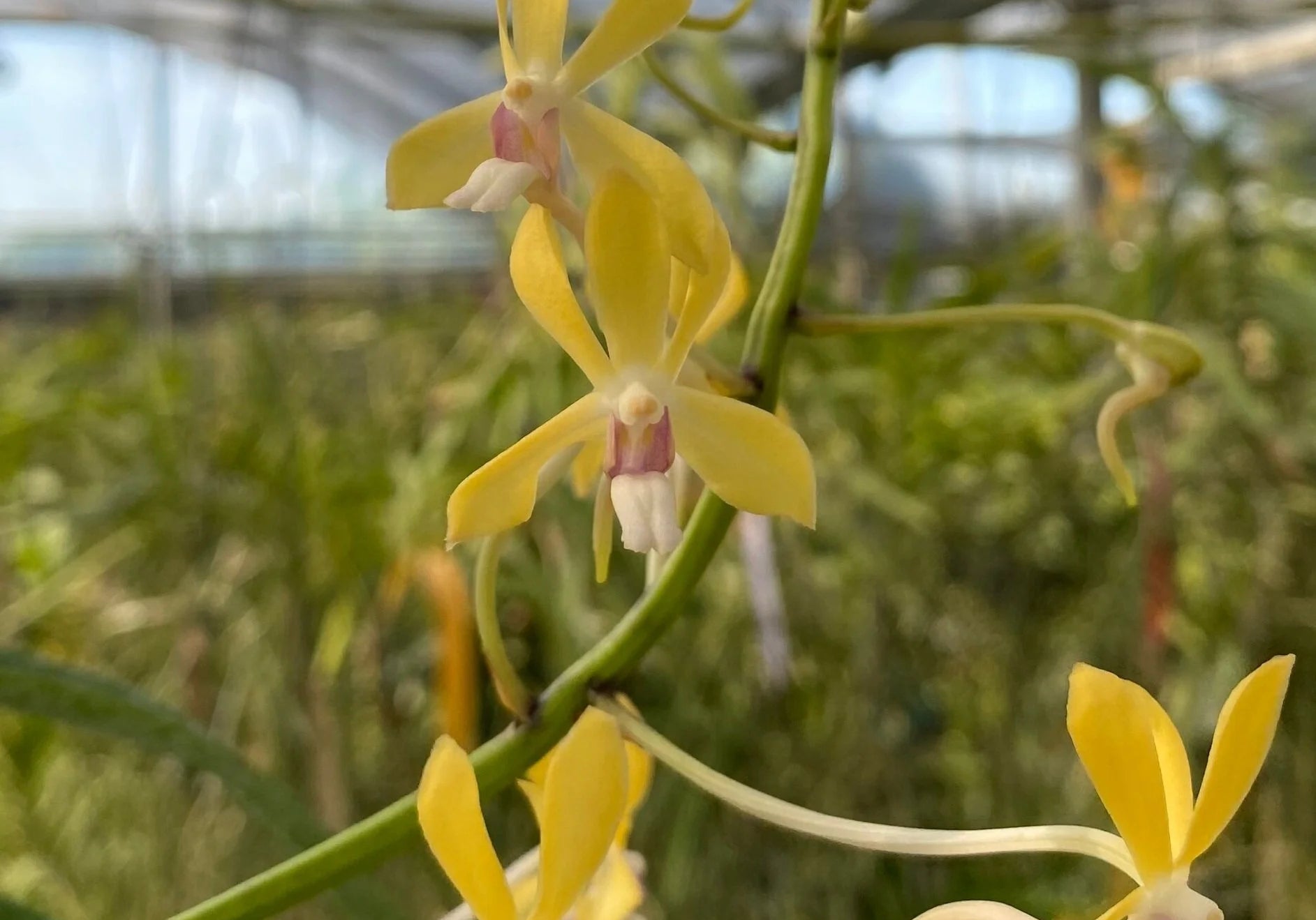 Vanda Lucknow (falcata x testacea)