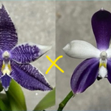 Phal. KS Blue Ludde x Lioulin Blue Jenny