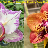Phal. Zheng Min Anaconda x Phal. Charming Little Gold