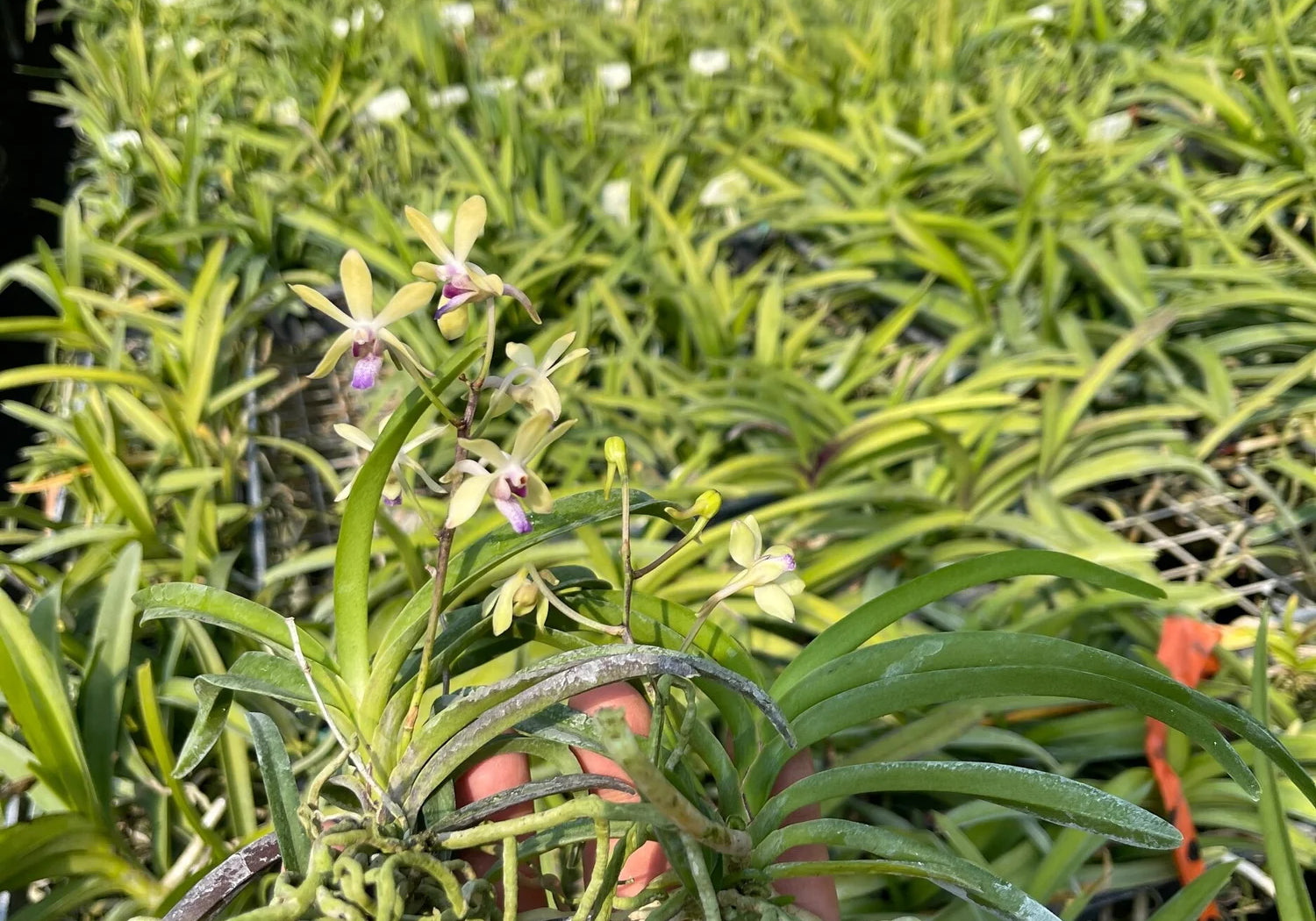 Vanda Crystal Freeman