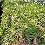 Vanda Crystal Freeman