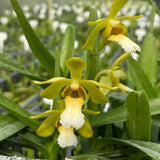 Vanda Dragon Tongue (V. vietnamica x V. cristata)