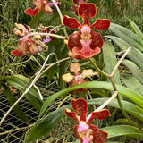 Vanda Motes Multiverse