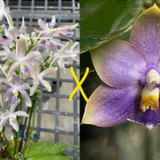 Phal. (Pulchra x Jennifer Palermo) x Penang Jewel MY36