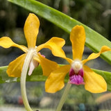 Vanda Motes Mindful
