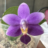 Phalaenopsis Younger Little Blue ‘910’