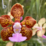 Papilionanda Motes Rajah Varuna
