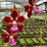 Vanda Motes Spitfire