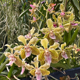 Vandachostylis Wesley Painter