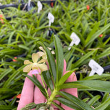 Vandachostylis Motes Quantum