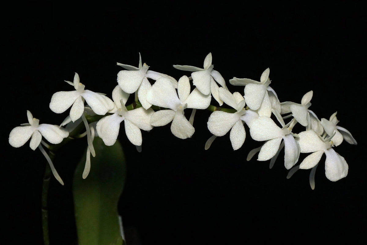 Aerangis citrata Orchid - Angraecoids | Manu's Orchids