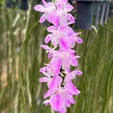 Aerides Hybridum