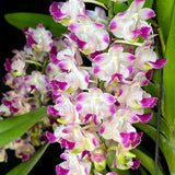 Aerides Korat Koki