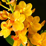 Aeridovanda Jairak Scented