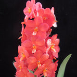 Ascocentrum curvifolium - MATURE plants