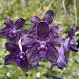 Vanda Motes Black Star